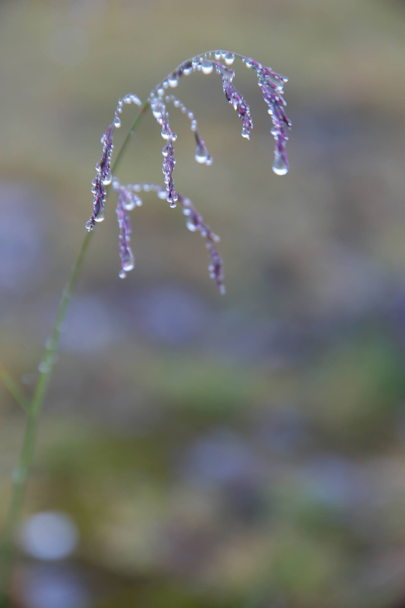 Kirsten Alana droplets